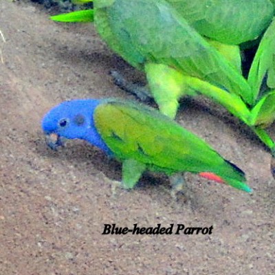 Blue-headed Parrot